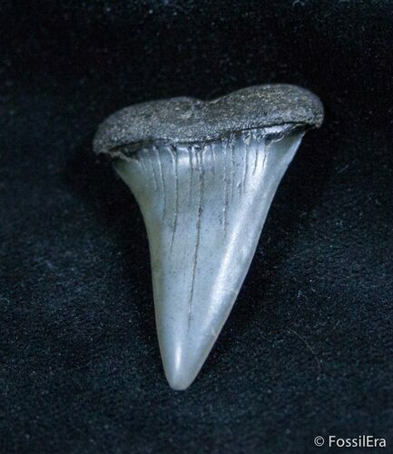 Fossil Isurus Shark Tooth (Mako) From Belgium #1412